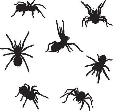 Spider, tarantula, insect, danger, bite, black Illustrazione stock
