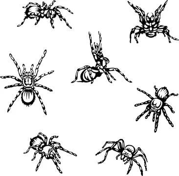Spider, tarantula, insect, danger Stock Illustration