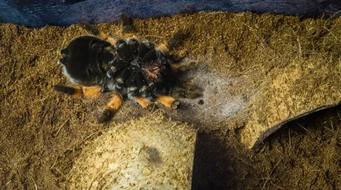 Spider tarantula Mexican redknee changing the skin. Vídeo Stock 55637838