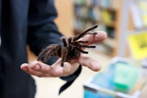 Spider tarantula Phormictopus auratus sitting on a hand. At the exhibition of Stock Photos