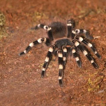 Spider tarantula Stock Photos
