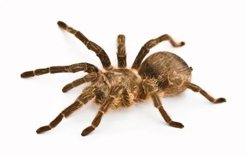 Spider tarantula Stock Photos