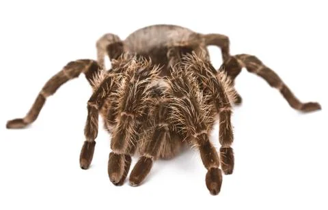 Spider tarantula Stock Photos