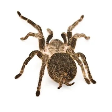 Spider tarantula Stock Photos