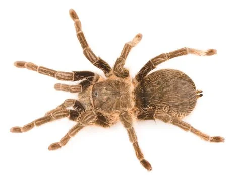 Spider tarantula Stock Photos