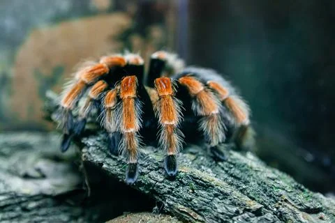 Spider tarantula Stock Photos