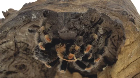 Spider Tarantula sitting on a stone in white background. Close up. Macro Shot 動画素材 128859819