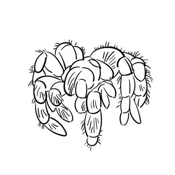 Spider tarantula vector color drawing. Doodle spider illustration hand drawn. Stock Illustration