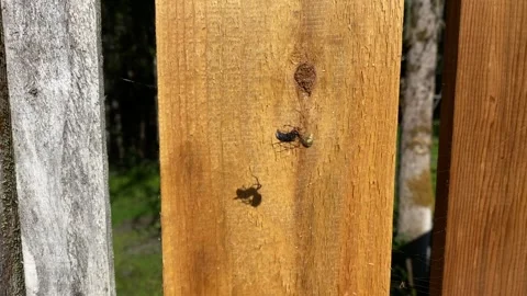 Spider in the temperate rainforest Stock Footage 257246545