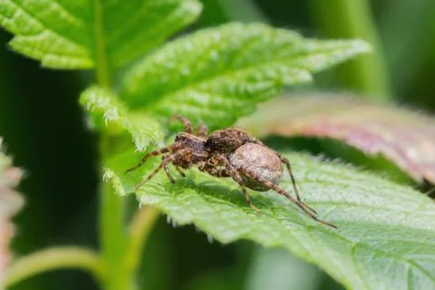 A spider with a thick belly sits on the leaf Stock Photos
