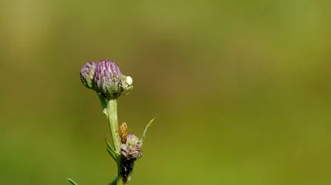 Spider on thistle Stock Footage 39734122
