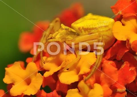 Spider (Thomisus onustus) on the flower, very good mimicry, great camouflage Stock Photos
