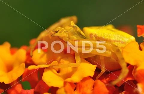 Spider (Thomisus onustus) on the flower, very good mimicry, great camouflage Stock Photos