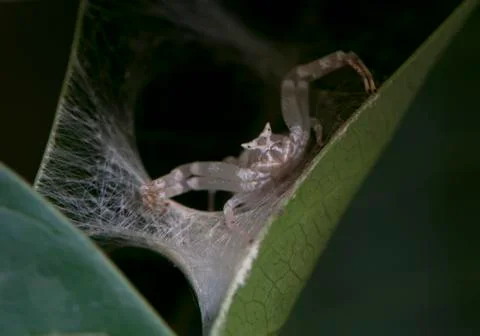 Spider thomisus onustus Photos