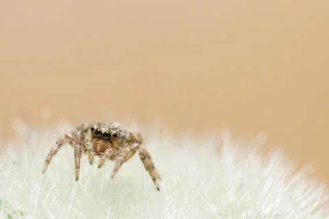 Spider on the thorns of the cactus Stock-Fotos