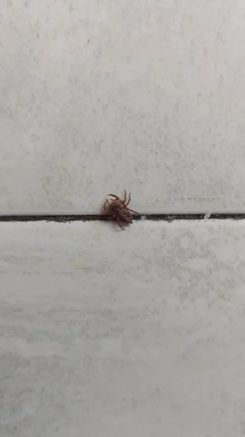 Spider Throwing Something Stock Footage 284333081