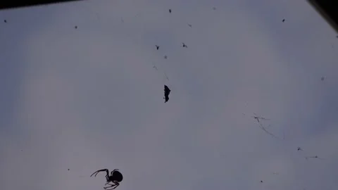 Spider - timelapse Stock Footage 152577910