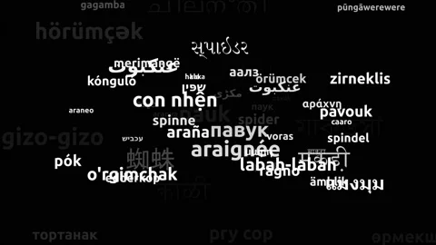 Spider Translated in 65 Worldwide Languages Endless Looping 3d Zooming Wordcl Stock-Footage 145223350