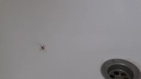 The spider is trapped and cannot get out of the bathroom. The concept of Stock Footage 312562263