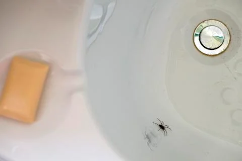 Spider trapped in a bath Stock Photos