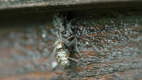 A spider trapping the bug on its web in Estonia Stock Footage 156202831