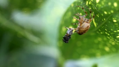 Spider Trapping Fly in Web Stock Footage 95294947