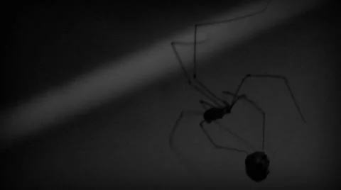 Spider trapping a fly in a webb Stock Footage 34554534