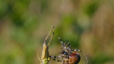 Spider trapping grasshopper in web. Stock Footage 307263704
