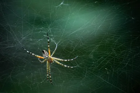 Spider on a trapping web to catch the prey insects and flies Foto stock
