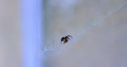 Spider Traps Ant 1 Video stock 132814828