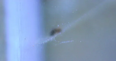 Spider Traps Ant 10 Rack to Spider and Ant Video stock 132819372