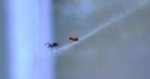 Spider Traps Ant 13 Rack from Ant to Spider Video stock 132820129