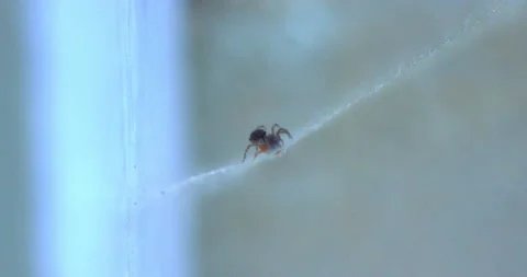 Spider Traps Ant 16 Crawls Off Ant Video stock 132821077