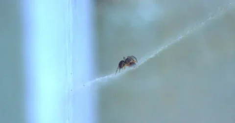 Spider Traps Ant 17 Video stock 132821649