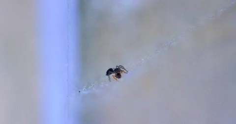 Spider Traps Ant 2 Video stock 132815414