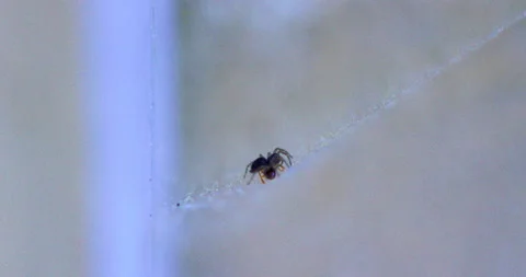 Spider Traps Ant 3 Video stock 132815531