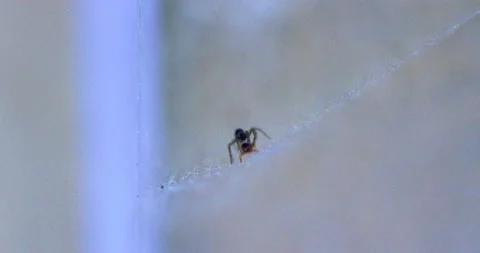 Spider Traps Ant 4 Video stock 132815815