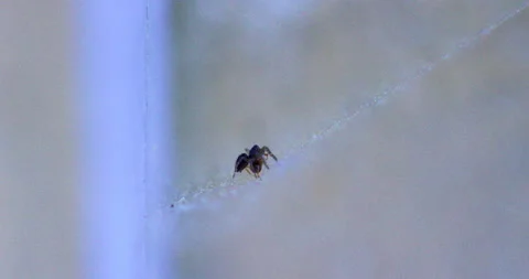 Spider Traps Ant 5 Video stock 132816453
