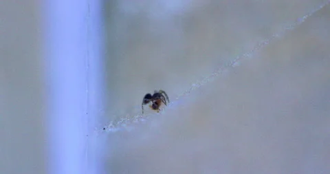 Spider Traps Ant 6 Video stock 132817711