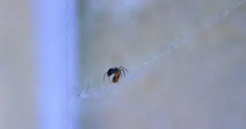 Spider Traps Ant 7 Video stock 132817201