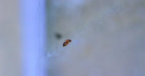 Spider Traps Ant 8 Video stock 132817714