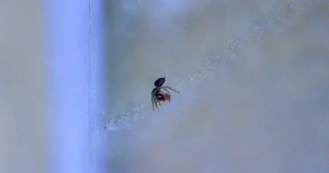 Spider Traps Ant 9 Video stock 132817895