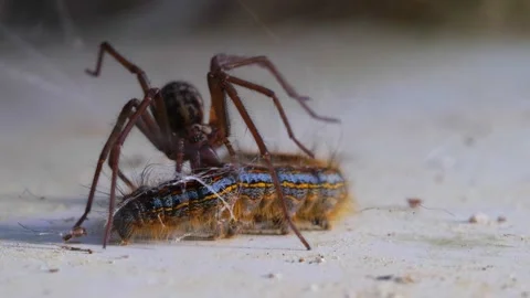 Spider traps processionary caterpillar in its web Stock Footage 266922450