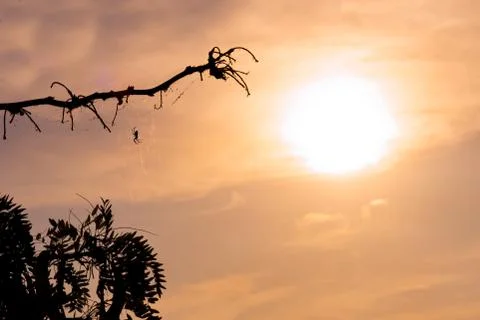 Spider on tree branch 스톡 사진