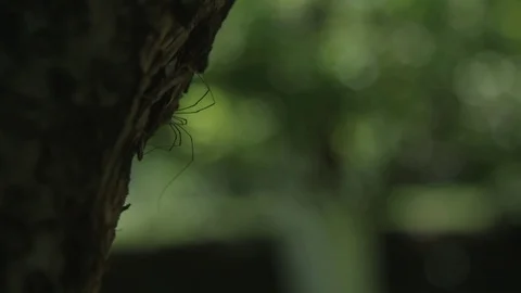 Spider on a tree Video stock 76189408