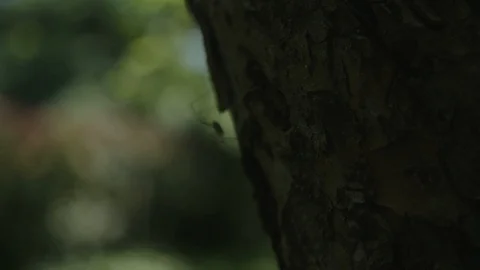 Spider on a tree Vídeo Stock 89343283