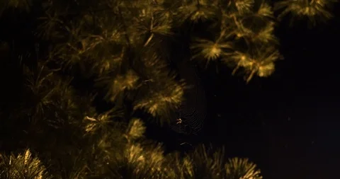 Spider in Tree at Night 스톡 동영상 100993672