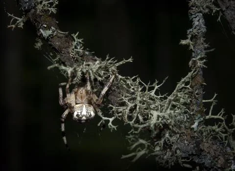 Spider on a tree Foto stock