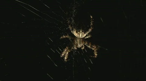 Spider tries to catch moth Stock Footage 507290