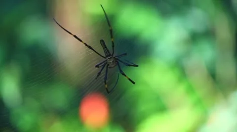 Spider on a tropical forest Stock Footage 22292232
